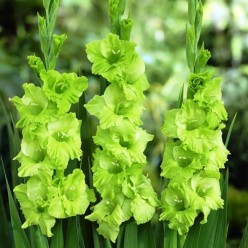 Гладиолус Green Star (x5) р.10/12