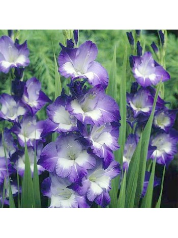 Гладиолус King's Lynn (x5) р.10/12