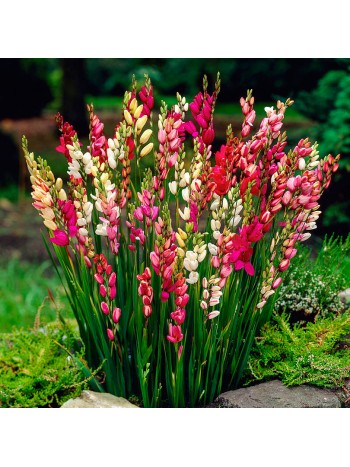 Иксия Mixed 8шт/уп р.5/7 (луковица) 37366