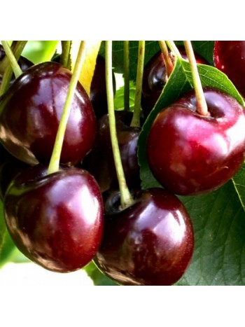 Черешня Burlat (саженец ЗКС) Сербия