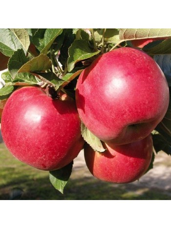 Яблоня Ajdared колоновидная  (саженец ЗКС) Сербия