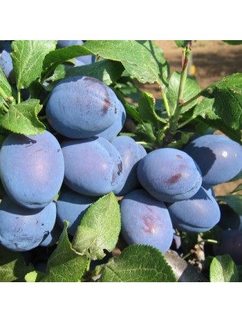 Слива Cacanska lepotica (саженец ЗКС) Сербия