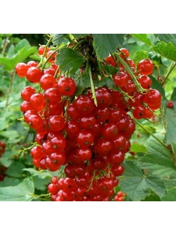 Смородина Rondom горшок Р9 (саженец)