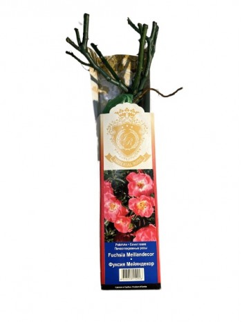 Роза Fuchsia Meillandecor почвопокровная (саж. ЗКС) коробка Сербия "БТ"