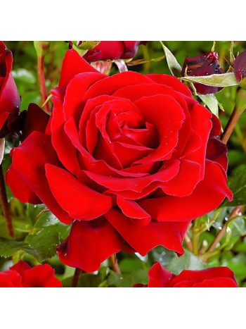Роза Red Berlin чайно-гибридная (саж. ЗКС) Сербия "RI"