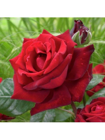 Роза Ingrid Bergman чайно-гибридная (саж. ЗКС)  Сербия "RI"