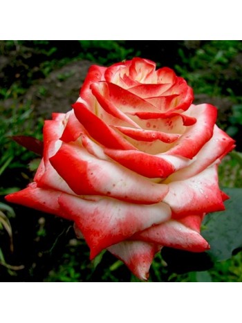 Роза Kaiser Farach чайно-гибридная (саж. ЗКС) Сербия "RI"