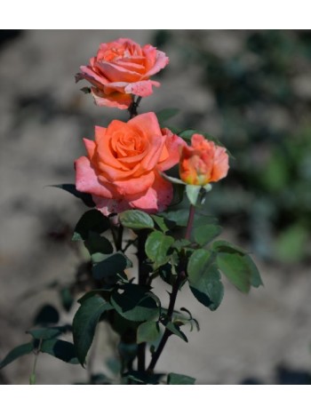 Роза Ambasador чайно-гибридная (саж. ЗКС) Сербия"RI"