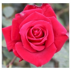 Роза Queen of Bermuda чайно-гибридная (саж. ЗКС) Сербия "RI"