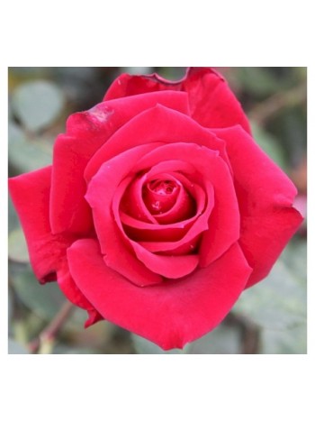 Роза Queen of Bermuda чайно-гибридная (саж. ЗКС) Сербия "RI"