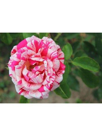 Роза Papageno чайно-гибридная саженец.ЗКС с этикеткой Сербия "RI"