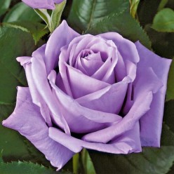 Роза Mainzer Fastnacht чайно-гибридная (саж. ЗКС)  Сербия "RI"