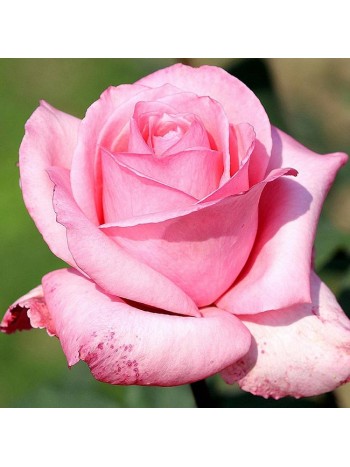 Роза Eiffel Tower чайно-гибридная (саж. ЗКС) Сербия "RI"