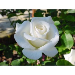 Роза Pascali чайно-гибридная (саж. ЗКС) Сербия "RI"