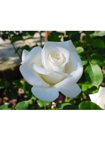 Роза Pascali чайно-гибридная (саж. ЗКС) Сербия "RI"