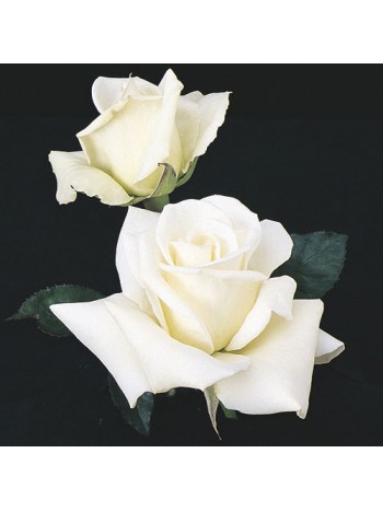 Роза John F.Kennedy чайно-гибридная  (саж. ЗКС) Сербия "RI"