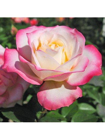 Роза Laminuet флорибунда (саж. ЗКС)  Сербия "RI"