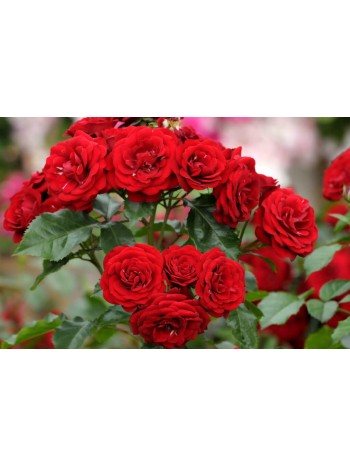 Роза Lavaglut флорибунда (саж. ЗКС) Сербия "RI"