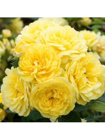 Роза Friesia флорибунда (саж. ЗКС)  Сербия "RI"