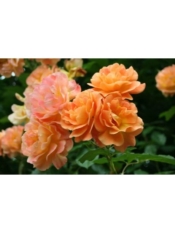 Роза Westerland парковая/шраб (саж. ЗКС) коробка Сербия "RI"