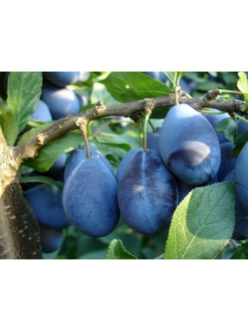 Слива Stenlej с этикеткой саженец ЗКС Сербия "RI"