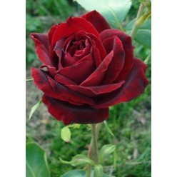 Роза Pearl Noire чайно-гибридная горшок С3 50606