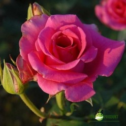 Роза Pavaroti чайно-гибридная горшок С3