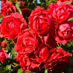 Роза штамбовая Skarlet саженец ЗКС с этикеткой  Сербия "RI"