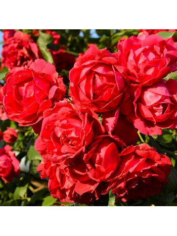 Роза штамбовая Skarlet саженец ЗКС с этикеткой  Сербия "RI"