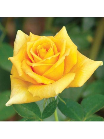 Роза Golden Monica чайно-гибридная (саж. ЗКС) коробка Сербия "RI"