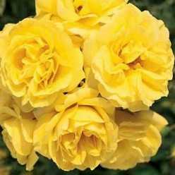 Роза Сarte Dor флорибунда (саж. ЗКС)  коробка Сербия "RI"