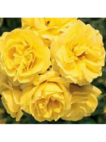 Роза Сarte Dor флорибунда (саж. ЗКС)  коробка Сербия "RI"