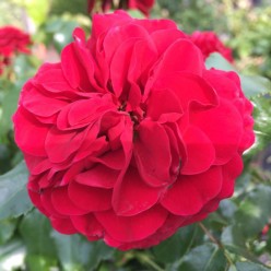 Роза Feuerland флорибунда (саж. ЗКС)  коробка Сербия "RI"