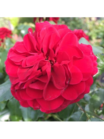 Роза Feuerland флорибунда (саж. ЗКС)  коробка Сербия "RI"