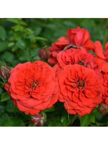 Роза Baby Baccara миниатюрная (саж. ЗКС)  коробка  Сербия "RI"