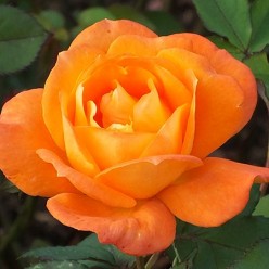 Роза Super Truper флорибунда (саж. ЗКС)  коробка Сербия "RI"