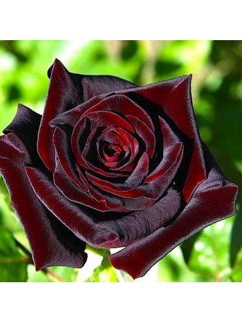 Роза Black Baccara чайно-гибридная (саж. ЗКС) коробка Сербия "RI"