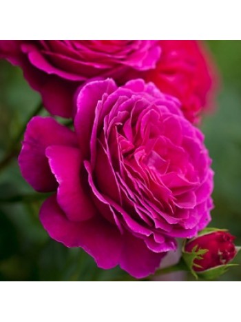 Роза Big Purple чайно-гибридная (саж. ЗКС)  коробка Сербия "RI"