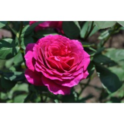 Роза Big Purple чайно-гибридная горшок С3
