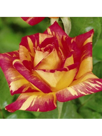 Роза Caribia чайно-гибридная горшок С3