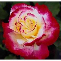 Роза Double Delight чайно-гибридная горшок С3
