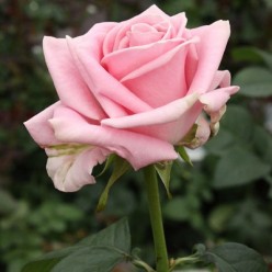 Роза Kianо чайно-гибридная горшок С3