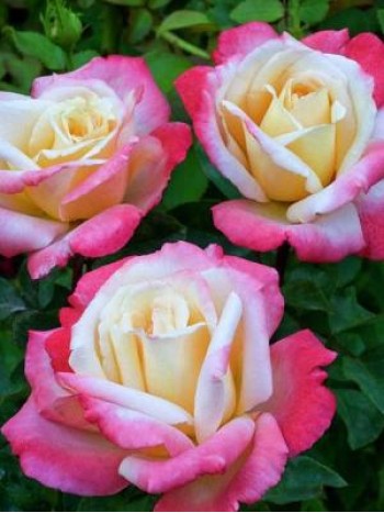 Роза Laetitia Casta чайно-гибридная горшок С3