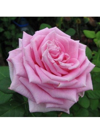 Роза Pink Aqva флорибунда горшок С3