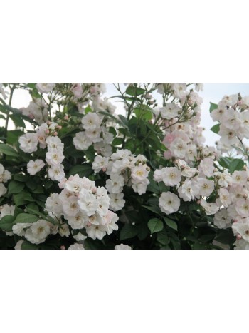 Роза Perennial Blush рамблер/плетистая C3