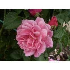 Роза Camelot Tantau рамблер/плетиcтая C3