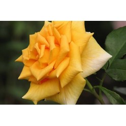 Роза Golden Monica чайно-гибридная C3