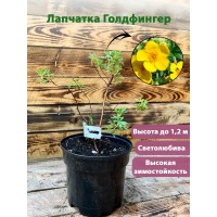 Лапчатка ГолдФингер (Potentilla fruticosa 'Goldfinger') 