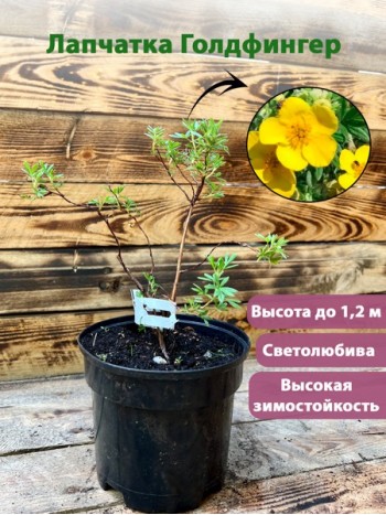 Лапчатка ГолдФингер (Potentilla fruticosa 'Goldfinger') 