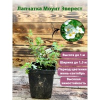 Лапчатка Mount Everest горшок Р9 (саженец)